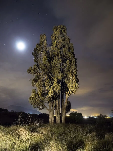 Solitary cypress illuminated by the moonlight