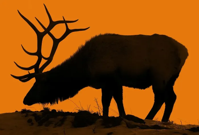 Framed Print : Solitary Elk Silhouette Framed Print : Solitary Elk Silhouette