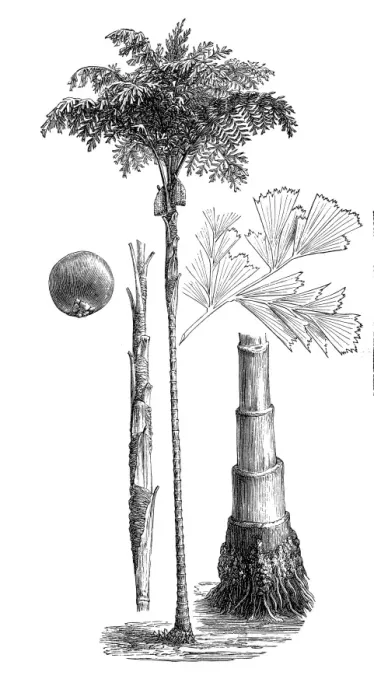Framed Print : Solitary fishtail palm, toddy palm, wine palm, jaggery palm (Caryota urens) Framed Print : Solitary fishtail palm, toddy palm, wine palm, jaggery palm (Caryota urens)
