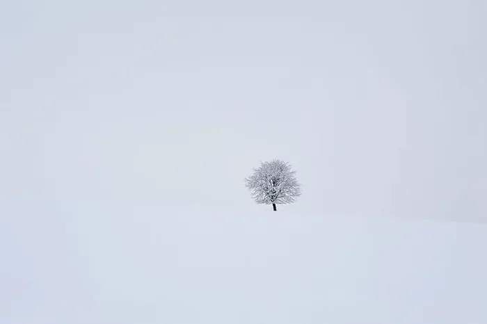 Framed Print : Solitary fruit tree in snow-covered landscape, Ruesselbach, Upper Franconia, Bavaria, Germany Framed Print : Solitary fruit tree in snow-covered landscape, Ruesselbach, Upper Franconia, Bavaria, Germany