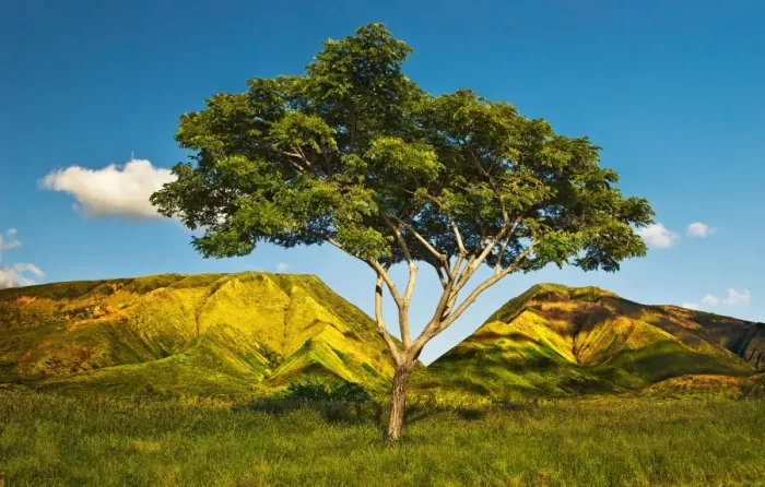 Framed Print : Solitary Honoapilani Tree at First Light Framed Print : Solitary Honoapilani Tree at First Light