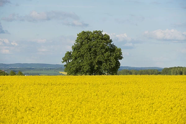 Solitary Lime tree -Tilia sp. - in a flowering Rapeseed field -Brassica napus-, Thuringia, Germany