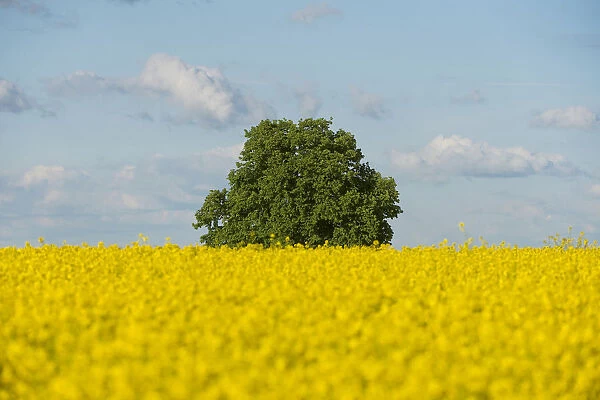 Solitary Lime tree -Tilia sp. - in a flowering Rapeseed field -Brassica napus-, Thuringia, Germany