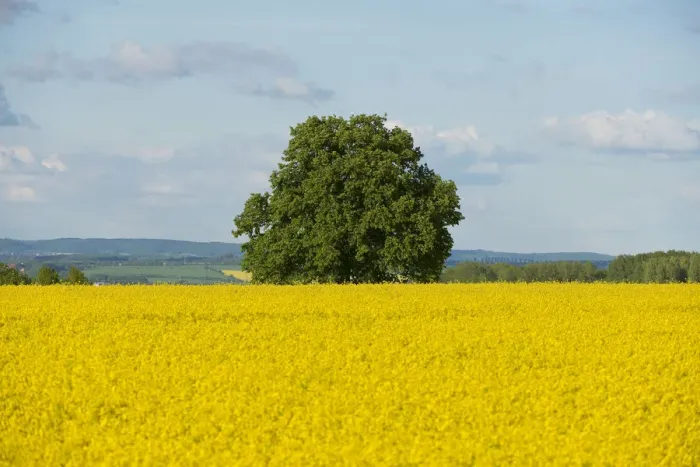 Framed Print : Solitary Lime tree -Tilia sp. - in a flowering Rapeseed field -Brassica napus-, Thuringia, Germany Framed Print : Solitary Lime tree -Tilia sp. - in a flowering Rapeseed field -Brassica napus-, Thuringia, Germany