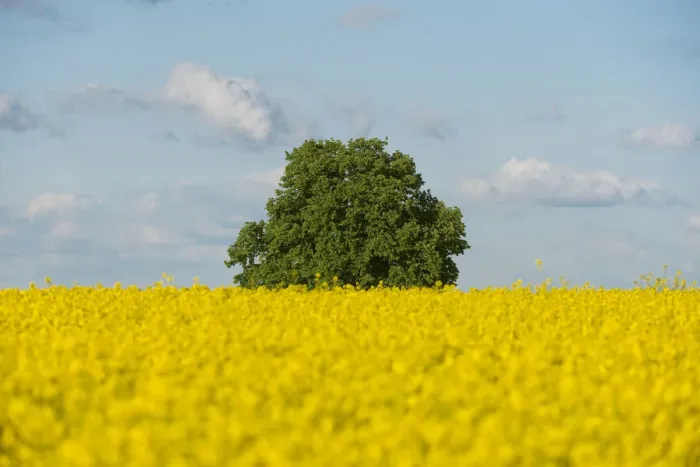 Framed Print : Solitary Lime tree -Tilia sp. - in a flowering Rapeseed field -Brassica napus-, Thuringia, Germany Framed Print : Solitary Lime tree -Tilia sp. - in a flowering Rapeseed field -Brassica napus-, Thuringia, Germany