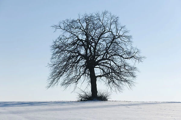 Solitary Lime Tree -Tilia spp.-, on a snow-covered field, Thuringia, Germany