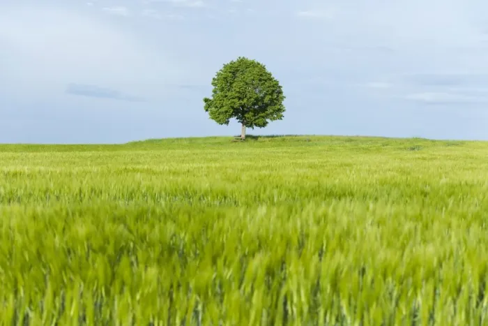 Framed Print : Solitary Lime tree -Tilia spp. - and wooden bench at a barley field, Bavaria, Germany
