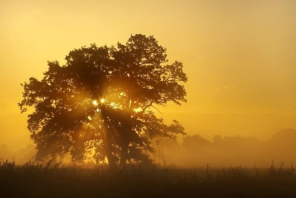 Solitary oak tree in the sunrise on the Elbe meadows, Middle Elbe Biosphere Reserve near Dessau, Saxony-Anhalt, Germany, Europe