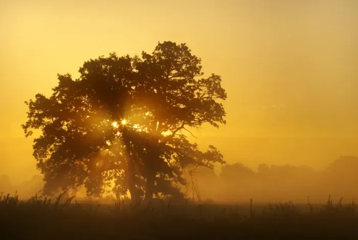 Framed Print : Solitary oak tree in the sunrise on the Elbe meadows, Middle Elbe Biosphere Reserve near Dessau, Saxony-Anhalt, Germany, Europe Framed Print : Solitary oak tree in the sunrise on the Elbe meadows, Middle Elbe Biosphere Reserve near Dessau, Saxony-Anhalt, Germany, Europe