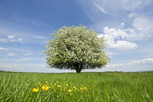 Solitary Pear Tree -Pyrus communis- in blossom on a meadow, Thuringia, Germany