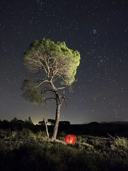 Solitary pine in the mount a night of stars with a red umbrella