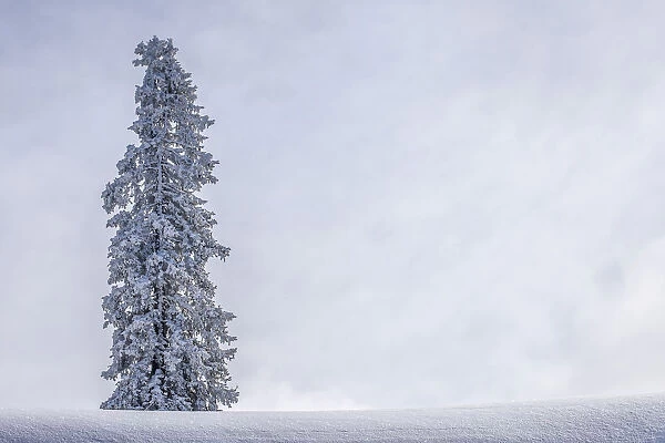 Solitary pine tree with hoarfrost in winter, Brixen im Thale, Brixen Valley, Tyrol, Austria