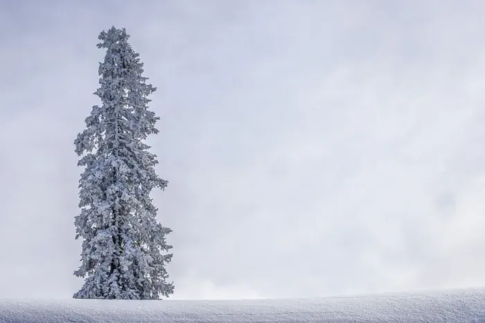 Framed Print : Solitary pine tree with hoarfrost in winter, Brixen im Thale, Brixen Valley, Tyrol, Austria Framed Print : Solitary pine tree with hoarfrost in winter, Brixen im Thale, Brixen Valley, Tyrol, Austria