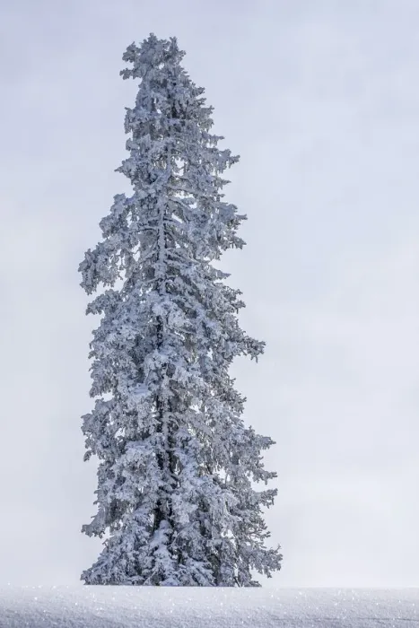 Framed Print : Solitary pine tree with hoarfrost in winter, Brixen im Thale, Brixen Valley, Tyrol, Austria Framed Print : Solitary pine tree with hoarfrost in winter, Brixen im Thale, Brixen Valley, Tyrol, Austria