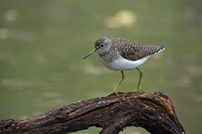Framed Print : Solitary Sandpiper in spring Framed Print : Solitary Sandpiper in spring
