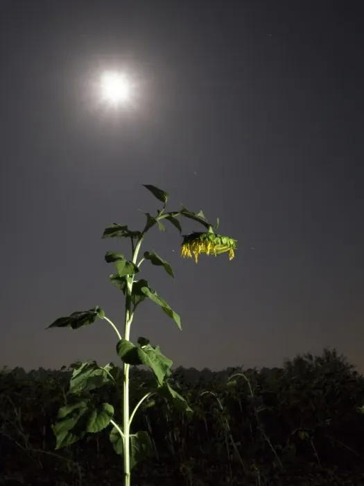 Framed Print : Solitary sunflower one night with the full moon Framed Print : Solitary sunflower one night with the full moon