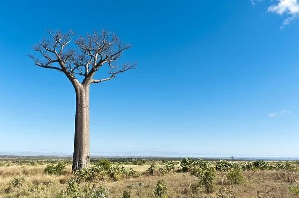 Solitary tall Baobab tree -Adansonia digitata-, vast landscape near Tulear or Toliara, Madagascar