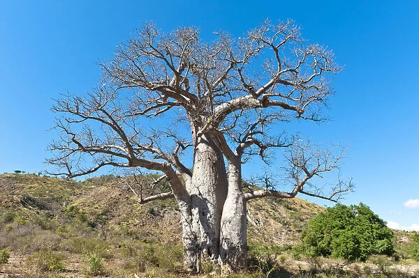 Solitary thick Baobab tree -Adansonia digitata- with strong branches, near Tulear or Toliara, Madagascar