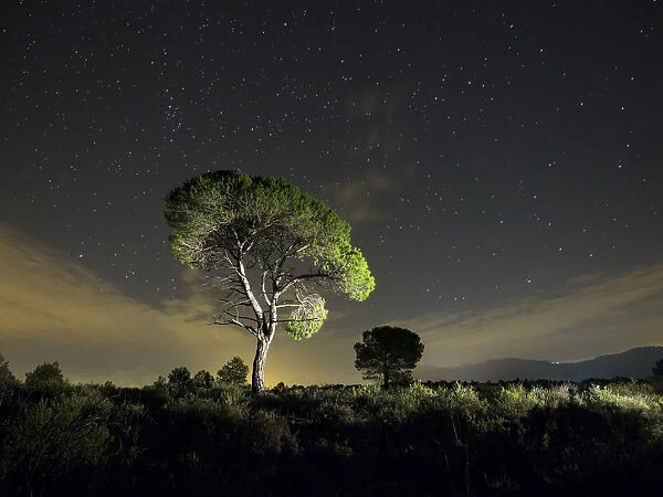 Solitary tree with crepuscular light and stars