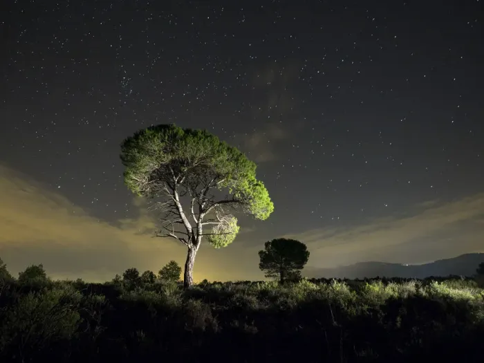 Framed Print : Solitary tree with crepuscular light and stars Framed Print : Solitary tree with crepuscular light and stars
