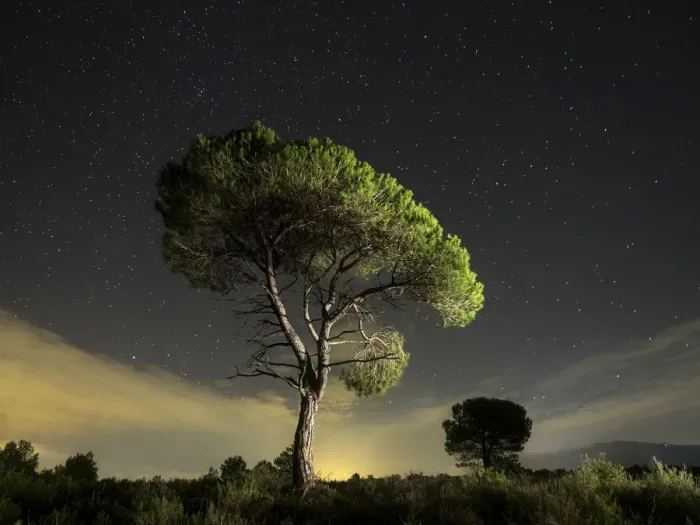 Framed Print : Solitary tree with crepuscular light and stars Framed Print : Solitary tree with crepuscular light and stars