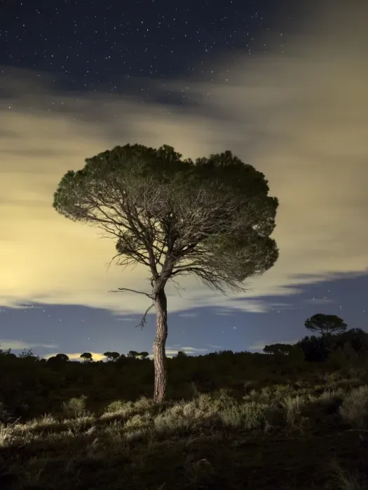 Framed Print : Solitary tree with crepuscular light and stars