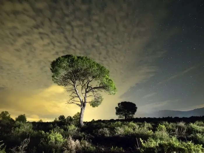 Framed Print : Solitary tree with crepuscular light and stars