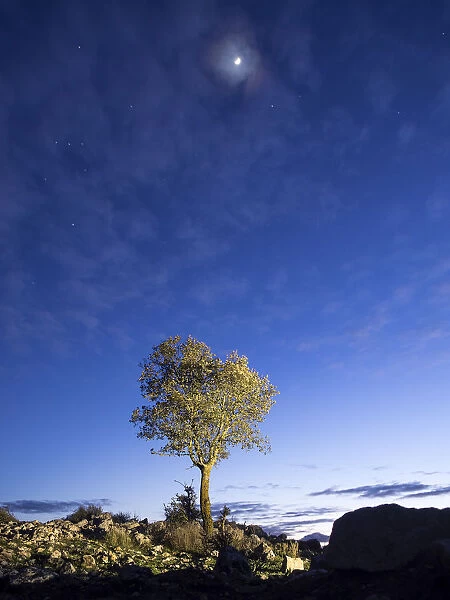 Solitary tree on the top of a mountain