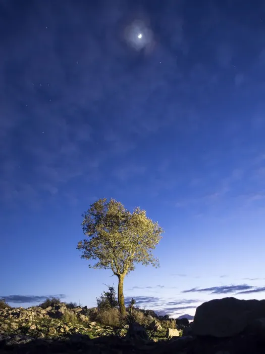 Framed Print : Solitary tree on the top of a mountain Framed Print : Solitary tree on the top of a mountain