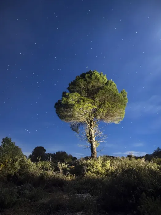 Framed Print : Solitary tree in the mountain in the night, illuminated by the full moon Framed Print : Solitary tree in the mountain in the night, illuminated by the full moon