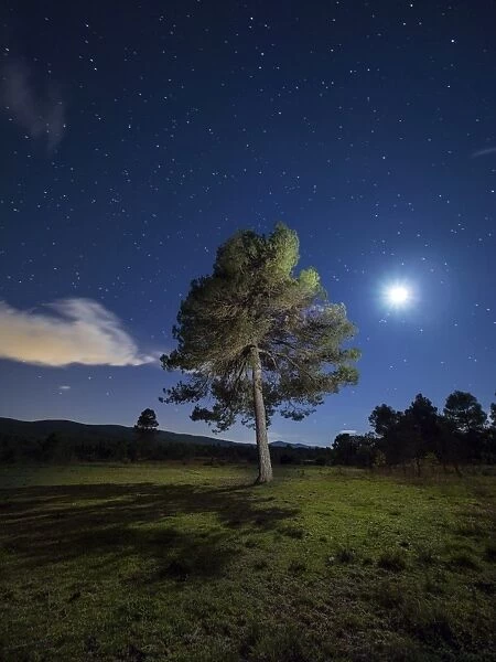 Solitary tree in the mountain in the night, illuminated by the full moon