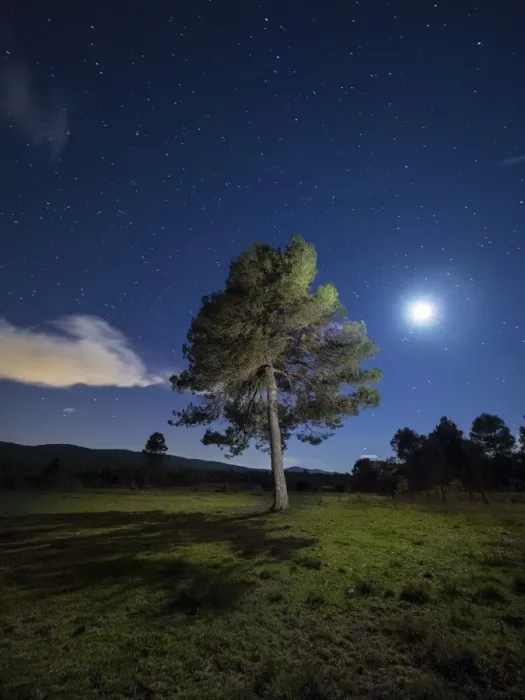 Framed Print : Solitary tree in the mountain in the night, illuminated by the full moon Framed Print : Solitary tree in the mountain in the night, illuminated by the full moon