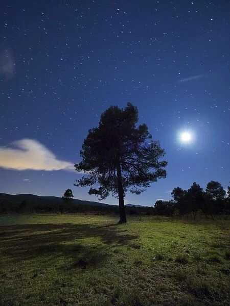 Solitary tree in the mountain in the night, illuminated by the full moon
