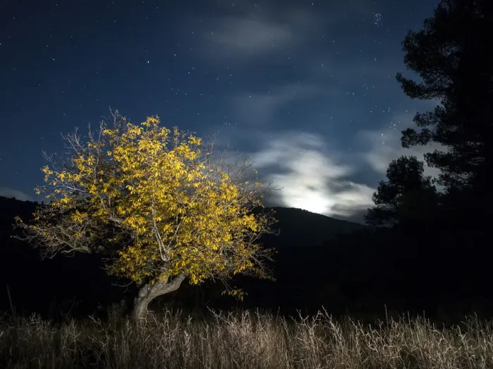 Framed Print : Solitary tree in the mountain in the night, illuminated by the full moon