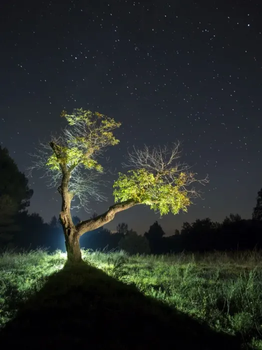 Framed Print : Solitary tree in the mountain in the night, illuminated by the full moon Framed Print : Solitary tree in the mountain in the night, illuminated by the full moon