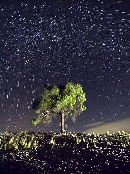 Solitary tree in the mountain under the stars