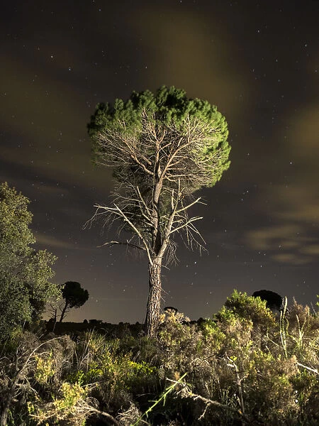 Solitary tree in the mountains with starry night