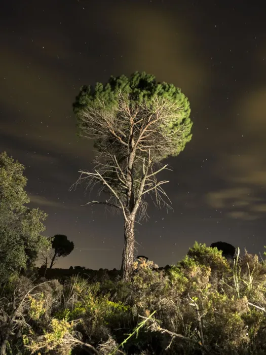 Framed Print : Solitary tree in the mountains with starry night Framed Print : Solitary tree in the mountains with starry night