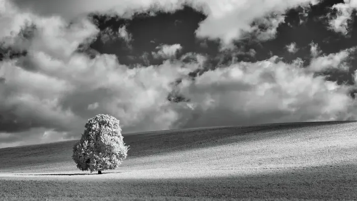Framed Print : A solitary tree in a Nettleden open field Framed Print : A solitary tree in a Nettleden open field