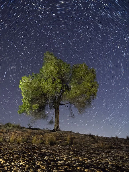 Solitary tree at night of a starry sky