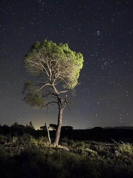 Solitary tree (pine), in the mountain in the night, illuminated by the full moon