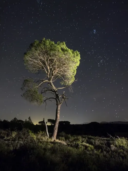 Framed Print : Solitary tree (pine), in the mountain in the night, illuminated by the full moon Framed Print : Solitary tree (pine), in the mountain in the night, illuminated by the full moon