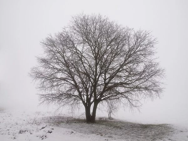 Lone Tree Winter Frost Snow Black White Photo Canvas Wall Art Print Poster