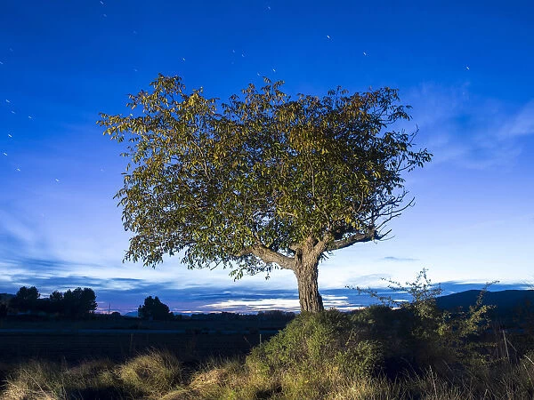 Solitary tree (walnut), in the country in the night, illuminated by the full moon
