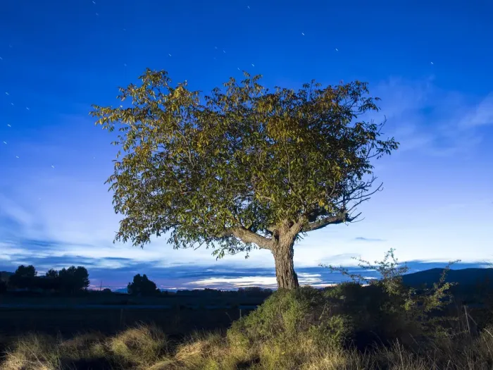 Framed Print : Solitary tree (walnut), in the country in the night, illuminated by the full moon Framed Print : Solitary tree (walnut), in the country in the night, illuminated by the full moon