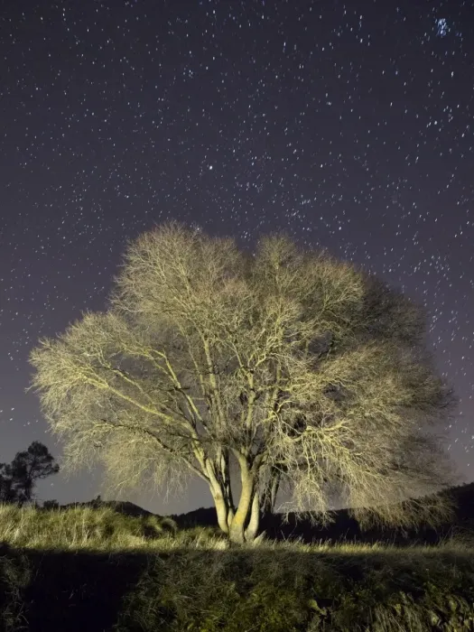 Framed Print : Solitary tree in winter, a night of stars Framed Print : Solitary tree in winter, a night of stars