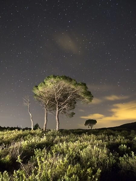 Solitary trees in a forest in the night with stars