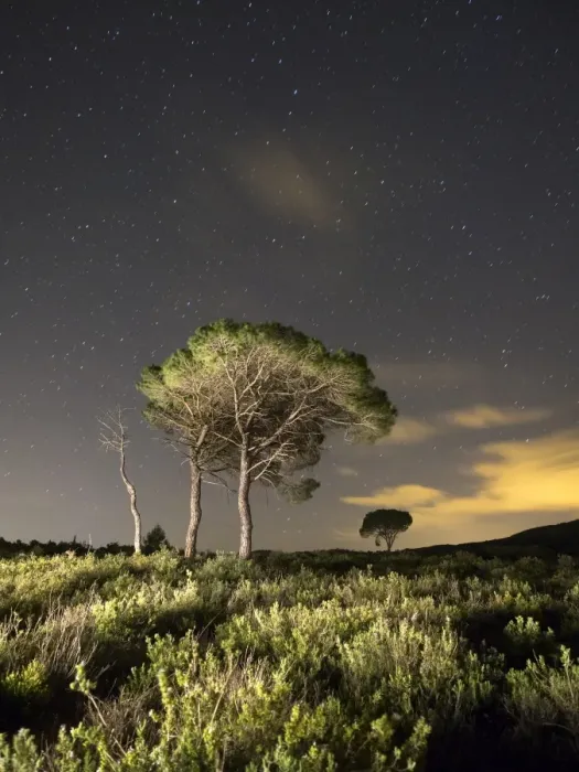 Framed Print : Solitary trees in a forest in the night with stars Framed Print : Solitary trees in a forest in the night with stars