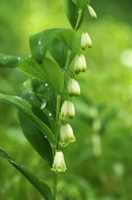 Framed Print : Solomons Seal, Davids Harp or Ladder-to-Heaven -Polygonatum multiflorum- with raindrops, Berchtesgadener Land District, Upper Bavaria, Bavaria, Germany Framed Print : Solomons Seal, Davids Harp or Ladder-to-Heaven -Polygonatum multiflorum- with raindrops, Berchtesgadener Land District, Upper Bavaria, Bavaria, Germany