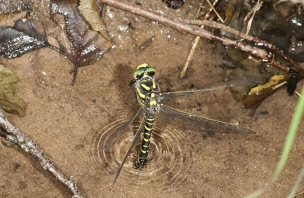 Sombre Goldenring -Cordulegaster bidentatus- laying eggs on the shore of a forest stream, Untergroningen, Abtsgmuend, Baden-Wurttemberg, Germany